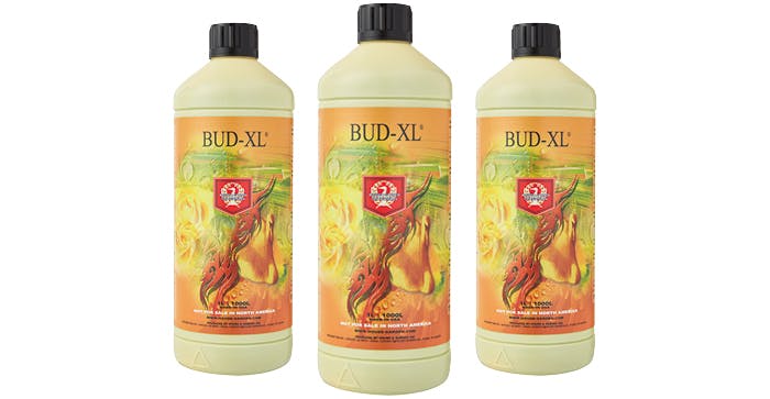 House and Garden Bud XL